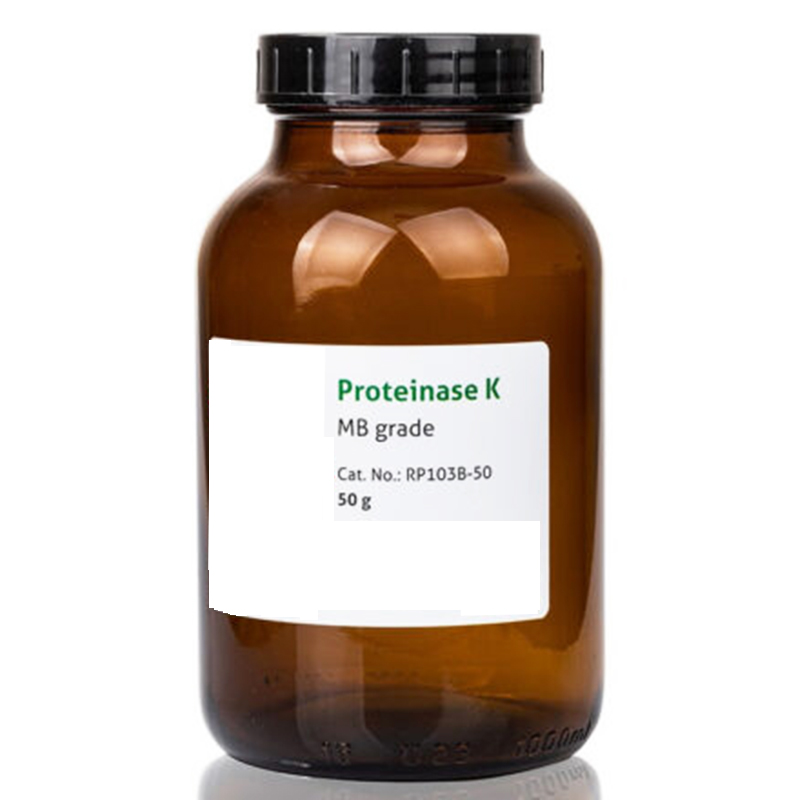 High Quality Proteinase K Powder